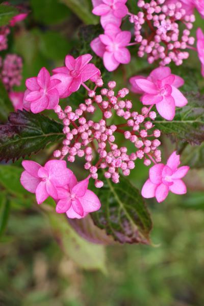 Hydrangea serrata //