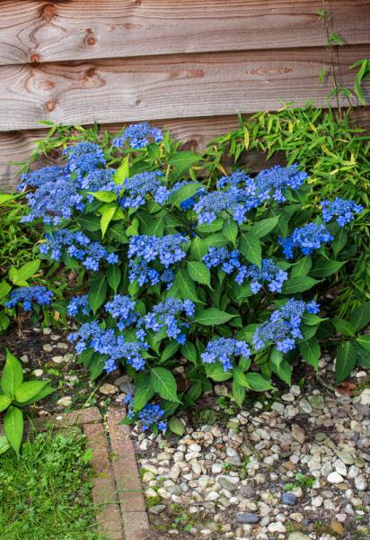 Hydrangea serrata //