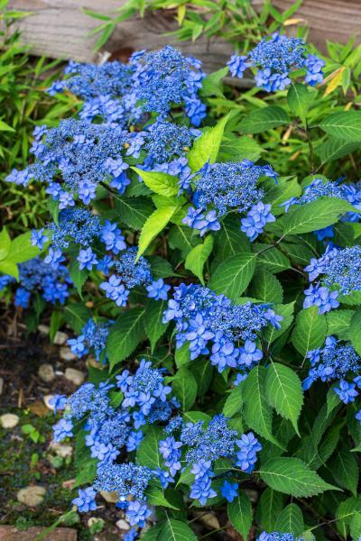 Hydrangea serrata //