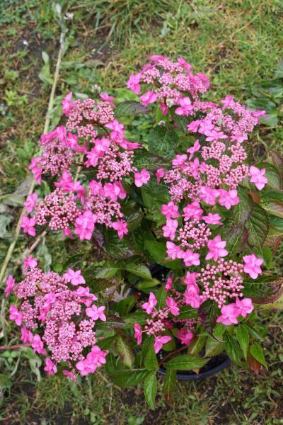 Hydrangea serrata //