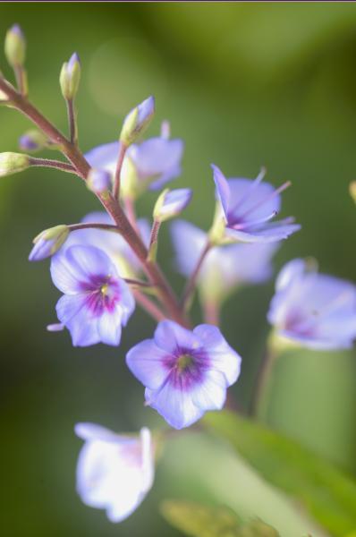 Parahebe Blue Avalanche nr2