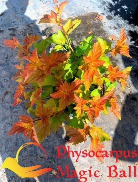 Physocarpus opulifolius Magic Ball nr10