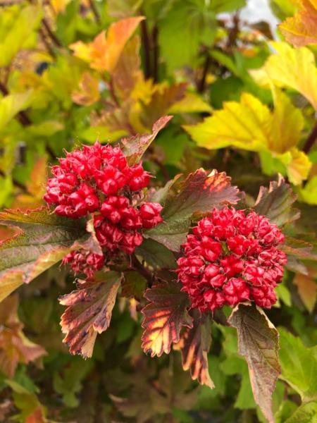 Physocarpus opulifolius Magic Ball nr14