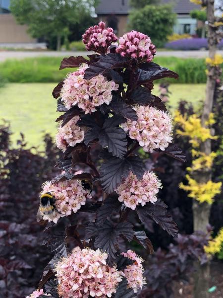 Physocarpus opulifolius Panther nr1