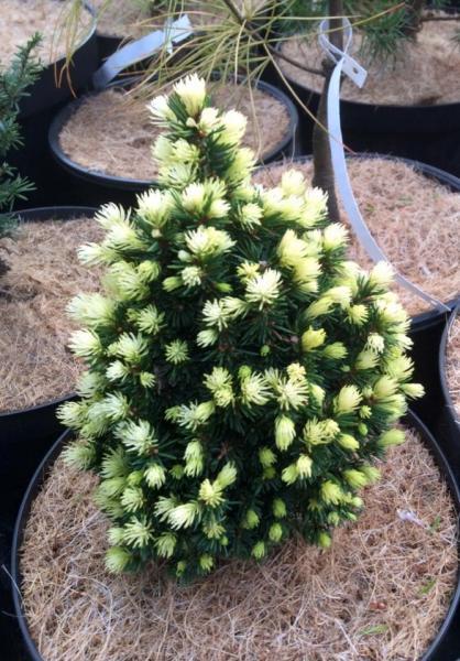 Picea glauca //