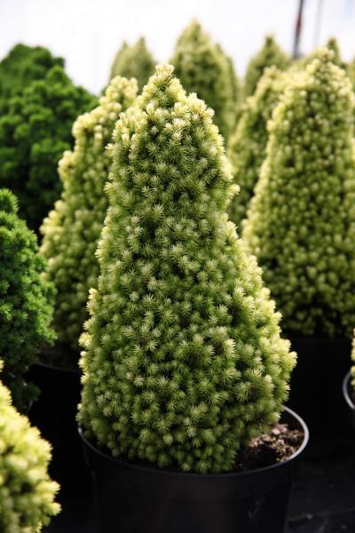 Picea glauca //