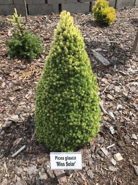 Picea glauca //