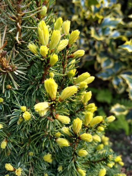 Picea glauca //