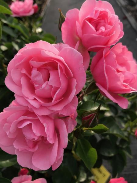 Rosa Spe B18 0384 17 pbr Isn t She Precious Van Vliet New Plants Rosa Spe B18 0384 17 pbr Isn t She Precious Van Vliet New Plants
