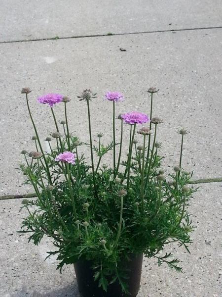 Scabiosa columbaria Laurie nr1