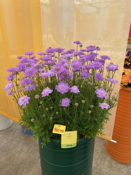 Scabiosa columbaria Laurie nr2