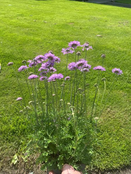 Scabiosa columbaria Laurie nr3