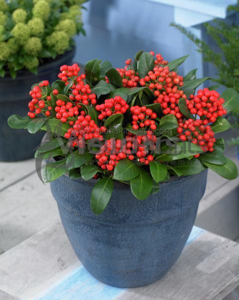 Skimmia japonica Red Berry Bee® nr5