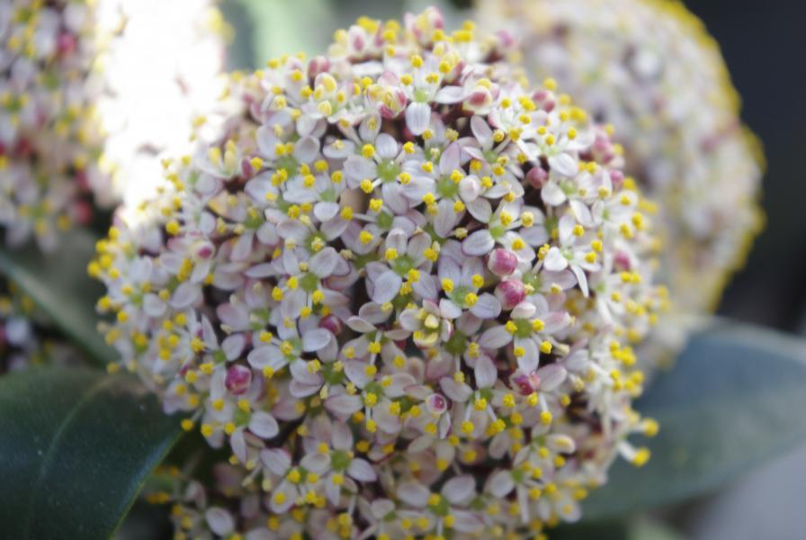 Skimmia japonica Pink Dwarf® nr1