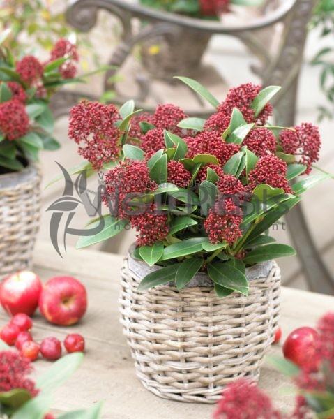 Skimmia japonica Red Dwarf® nr8