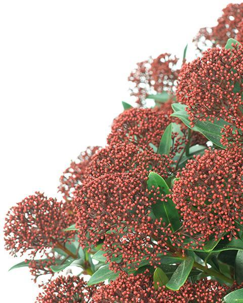 Skimmia japonica Rubesta® nr3