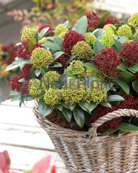 Skimmia japonica White Dwarf®  nr1