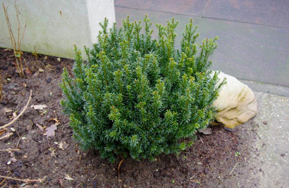 Taxus Baccata Anna Pbr Van Vliet New Plants