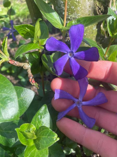 Vinca minor Blue Waves nr2