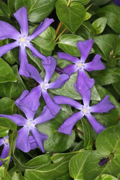 Vinca minor Blue Waves nr3