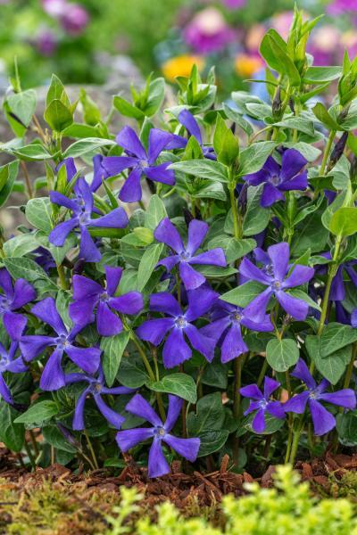 Vinca minor Blue Waves nr4